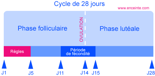 cycle ovulation- l'ovulation