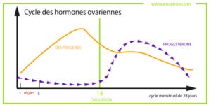 cycle des hormones ovariennes