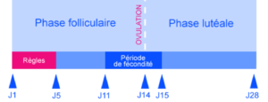phase folliculaire ovulation phase lutéale