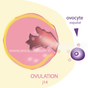ovulation-expulsion de l'ovocyte
